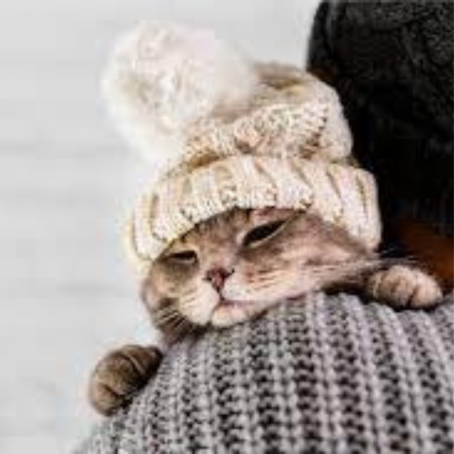 10 consejos para cuidar a los gatos en invierno