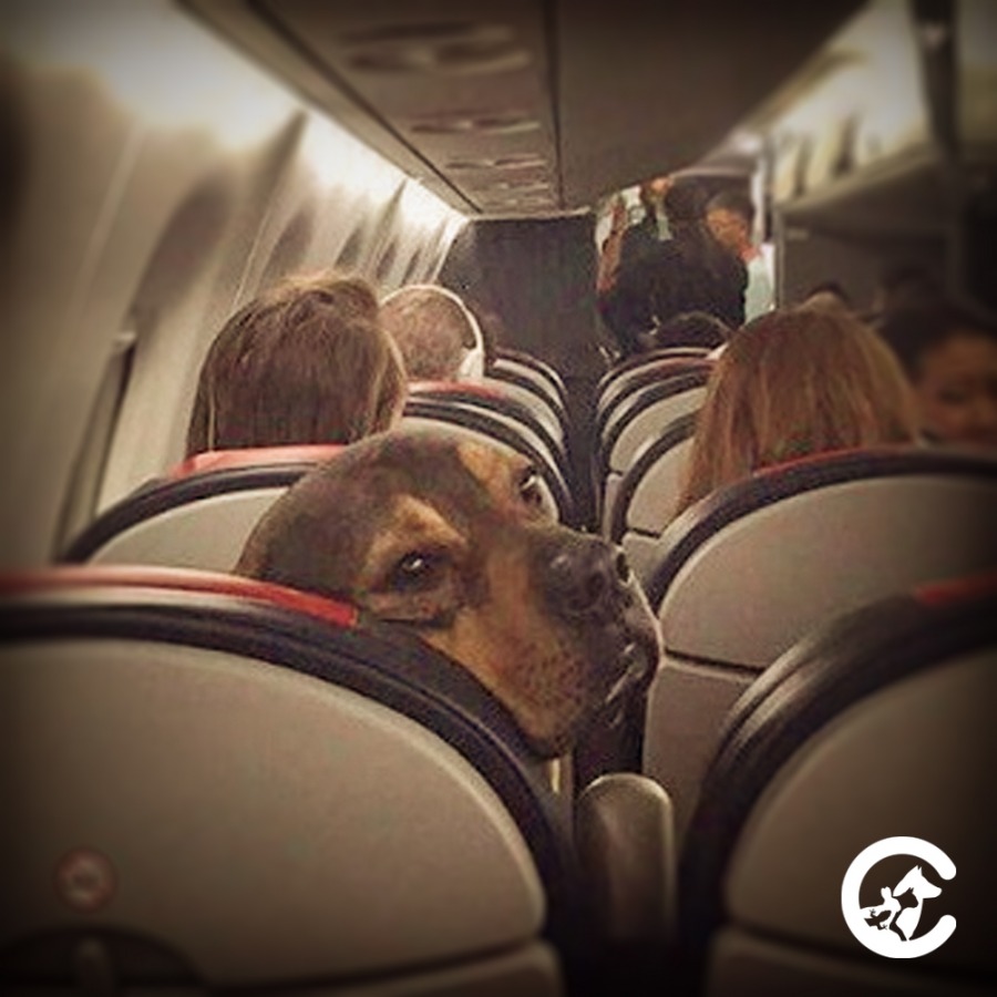 Conoce que exigen las aerolíneas para trasladar  mascotas  dentro y fuera  de Chile